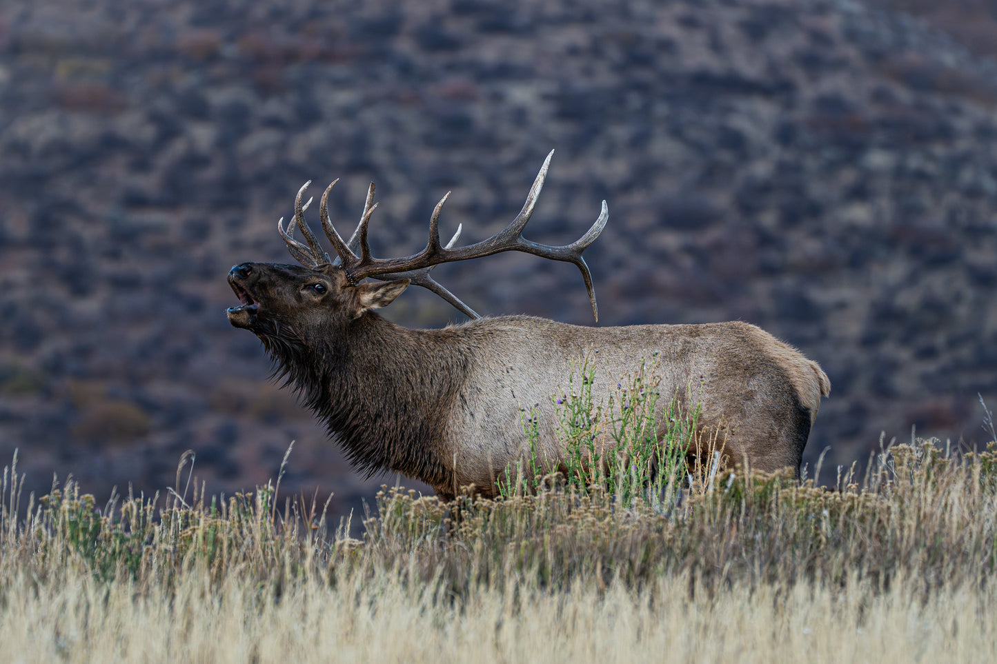 High Country Bull