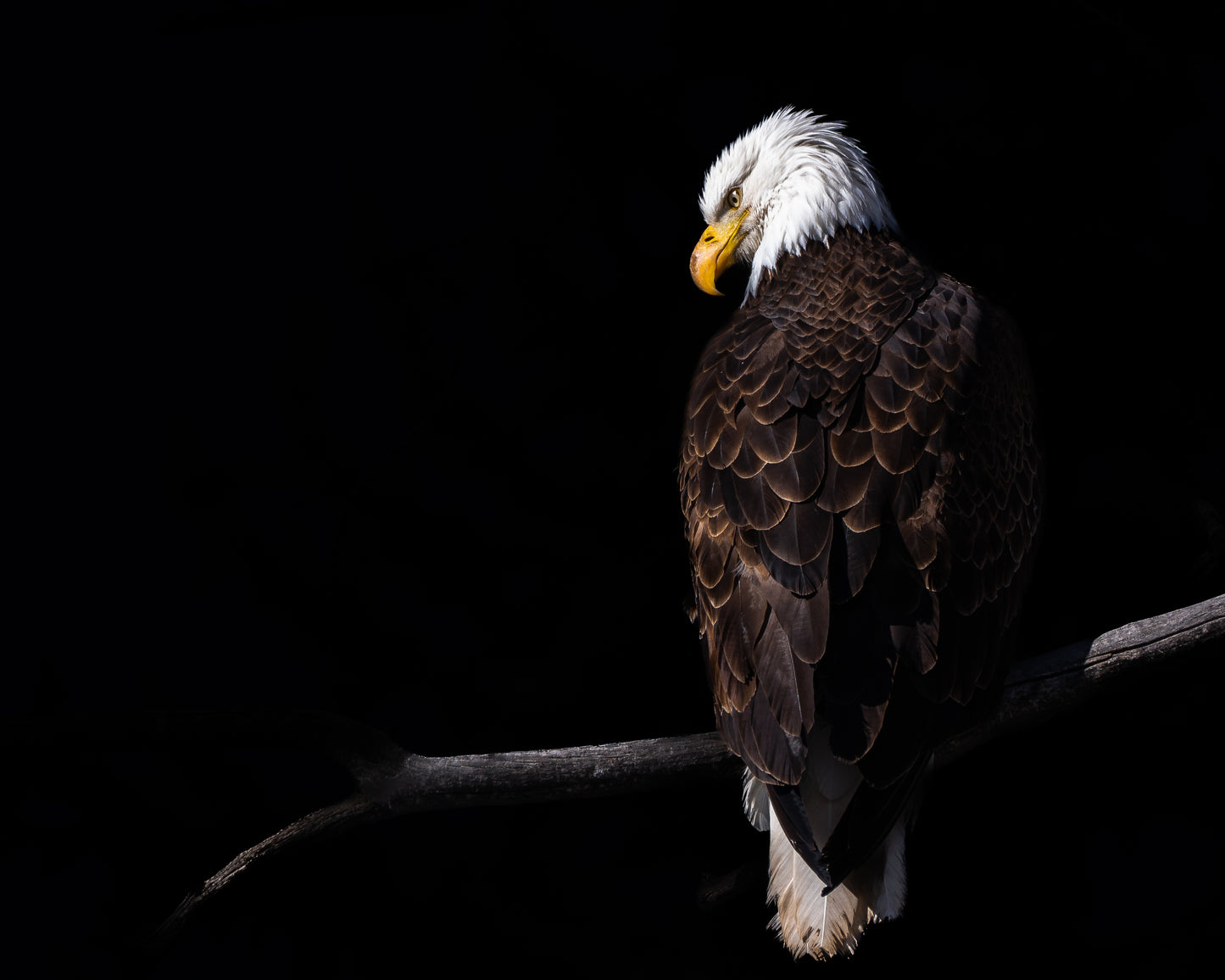 Silent Watcher
