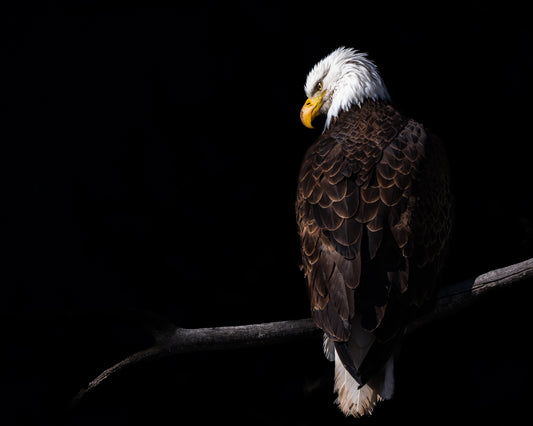 Silent Watcher