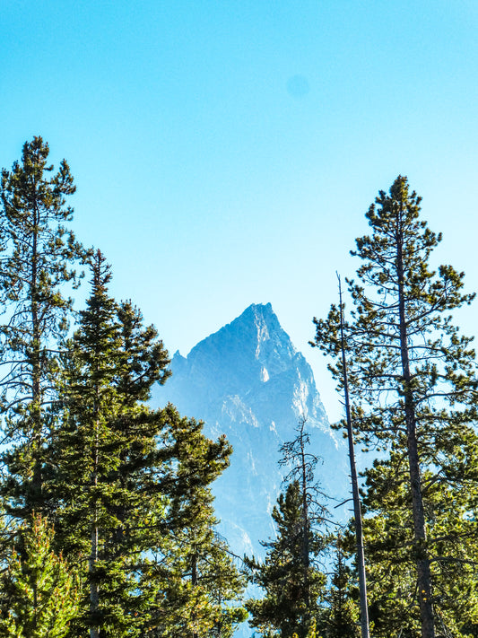 Through The Pines